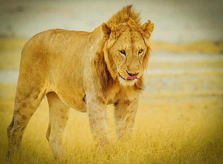 Afryka, Tanzania, Park Narodowy Serengeti, Lew, dzikich zwierząt, Safari, Serengeti