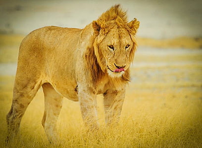 Afrika, Tanzania, Serengeti National Park, singa, satwa liar, Safari, Serengeti