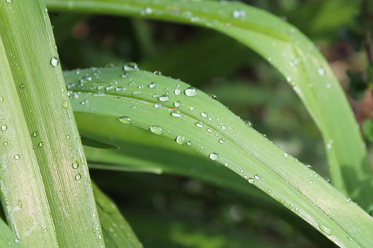 fű, fűszál, zöld, víz, esőcsepp, eső, csepegtető