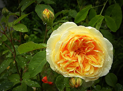 tiếng Anh, Hoa hồng, Charles, Darwin, sau khi, mưa