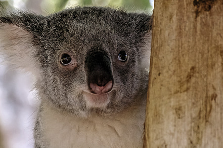 Koala, ours, marsupial, gris, furry, icône, Australie