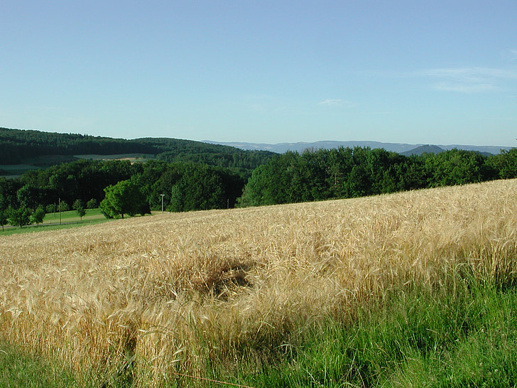hersberg, mısır tarlası, Basel-arazi, İsviçre, buğday alanı