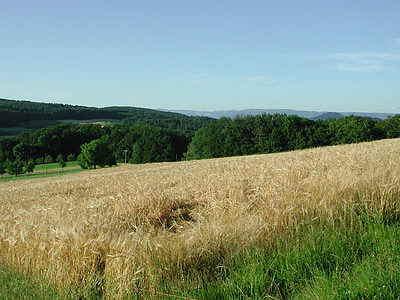Hersberg, kukuričnom poli, Bazilej-vidiek, Švajčiarsko, pšeničné polia