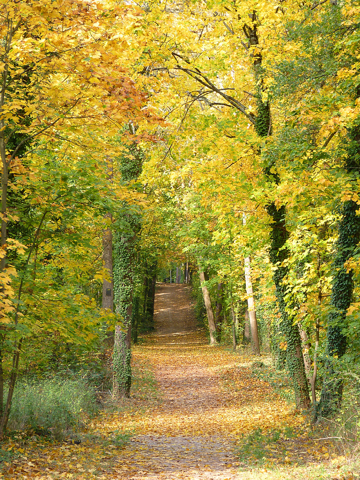 daleko, jesen, stabla, lišće, priroda, šuma, staza