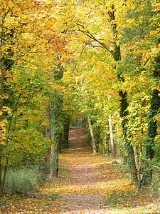 weg, herfst, bomen, Bladeren, natuur, bos, Trail