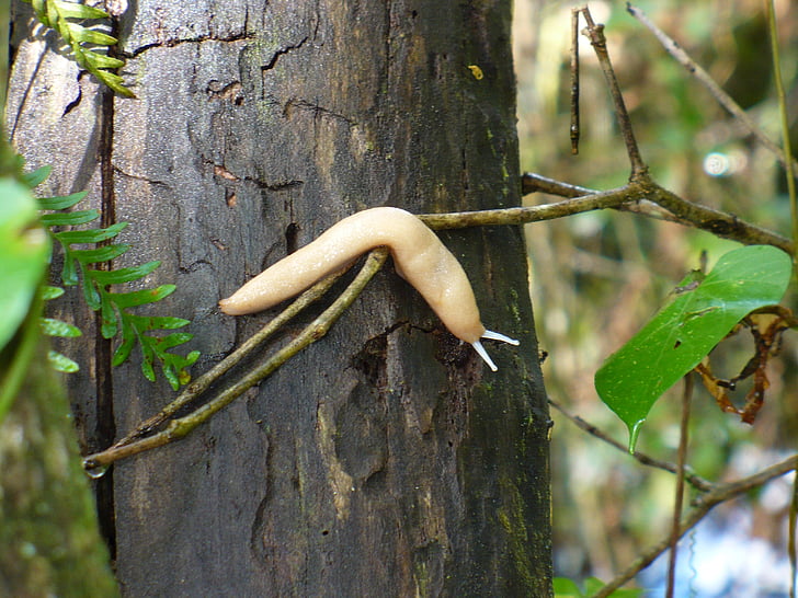 Slug, arbre, Forest