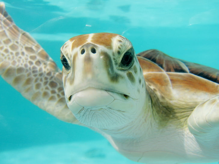 Meksiko, kornjača, plivati, pod vodom, priroda, životinja, more