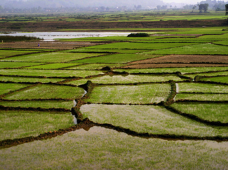 το πεδίο, ρύζι, πράσινο, τροπικά, Βιετνάμ, Ασία, φύση