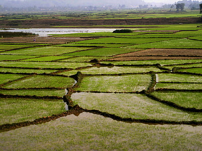 field, rice, green, tropical, vietnam, asia, nature