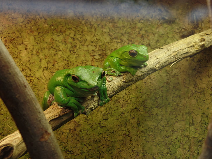 frogs, frog, nature, green, amphibians, terrarium
