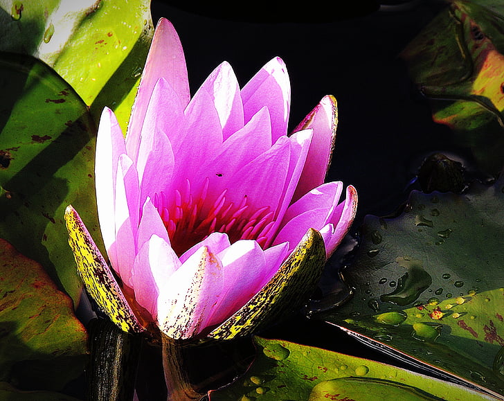 Lotus, roza, Lily, ribnik, waterhole, cvet, vodnih