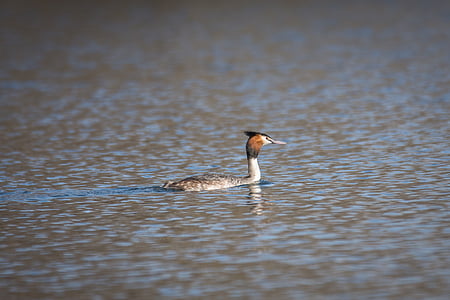 great crested grebe, grebe, bird, animal, poultry, nature, animal world