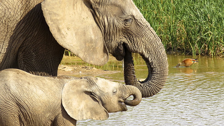 Addo elephant park, elefánt, Afrika, az emlősök, állat, Safari, Bush