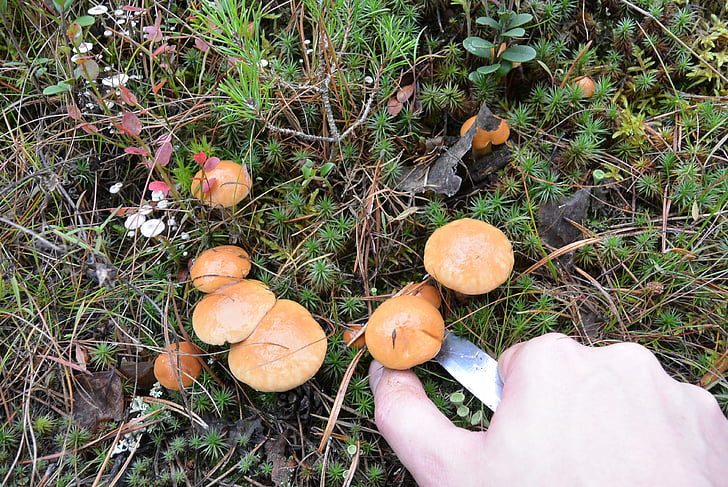 a lot, mushrooms, delicious, forest, knife, hand, for gourmets