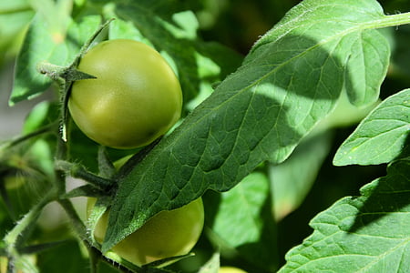 tomate, verde, imaturo, produtos hortícolas, jardim, nachtschattengewächs, arbusto de tomate