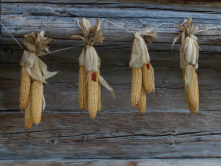maíz, otoño, mazorca de maíz, cosecha, grano, seco, agricultura