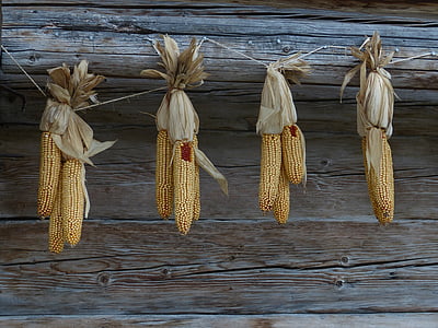 kukurūza, rudens, Corn par vālīšu, ražas, graudu, sausais, lauksaimniecība