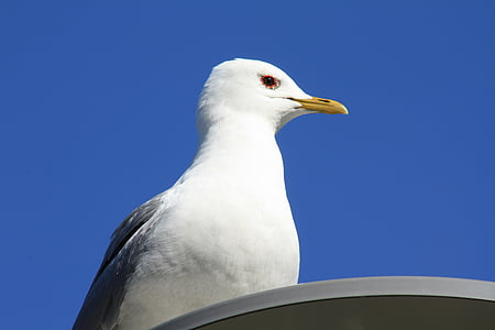 seagull, bird, seabird, sky, animal, gull, nature