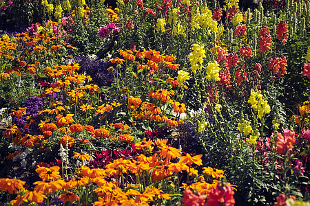 꽃의 초원, 꽃, 자연, 초원, 봄, 야생 꽃, 노란색