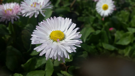 Daisy, kukka, kukat