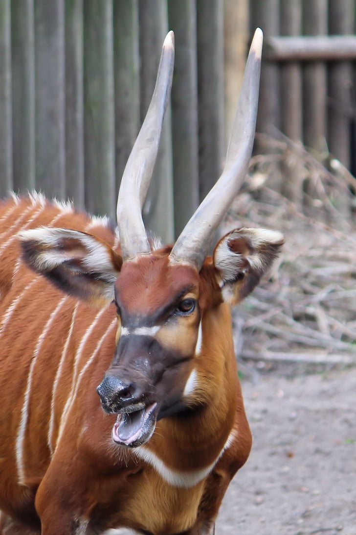 horn animal, antelope, east african bongo, animal world, zoo, berlin