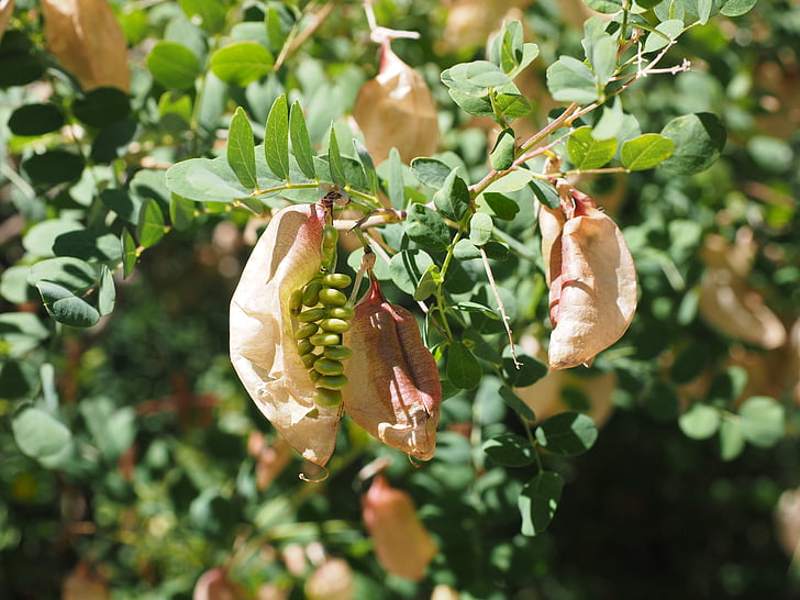 arbuste de bulle jaune, Bush, colutea arborescens, Fabaceae, Faboideae, légumineuse, arbre