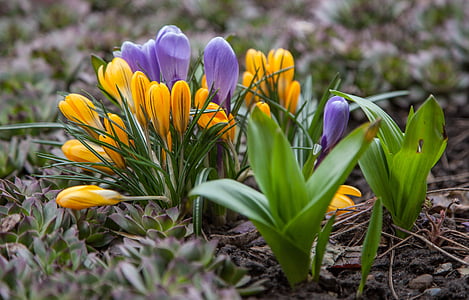 flowers, crocuses, spring, greens, purple, blue, yellow