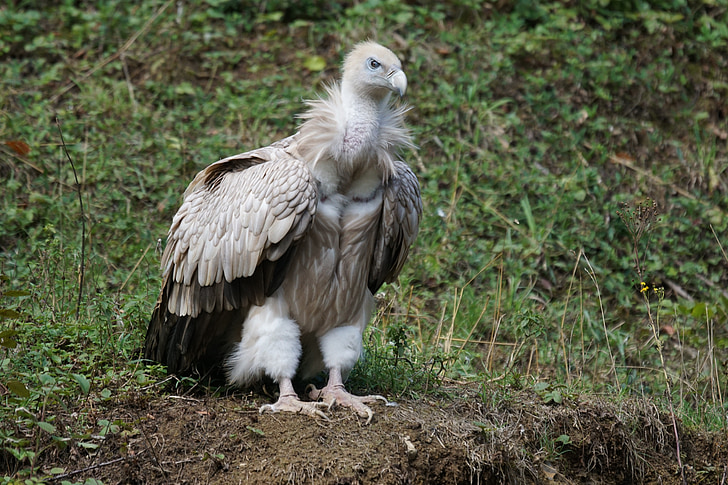 vulture, feeding, scavengers