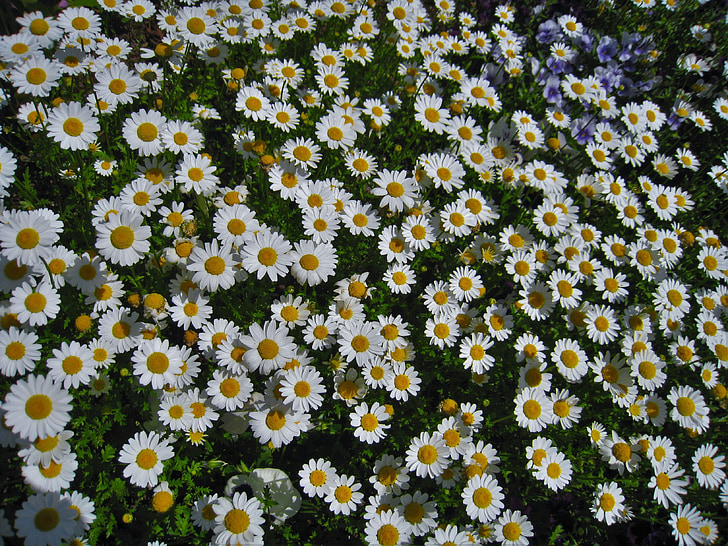 Daisy, Margaret, vô số, gregariousness, một bên, vườn hoa, Hoa