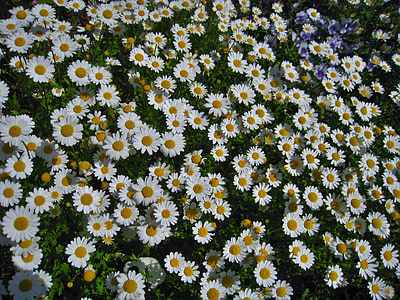 Daisy, Margaret, nespočetné množstvo, gregariousness, jednej strane, kvetinová záhrada, kvety