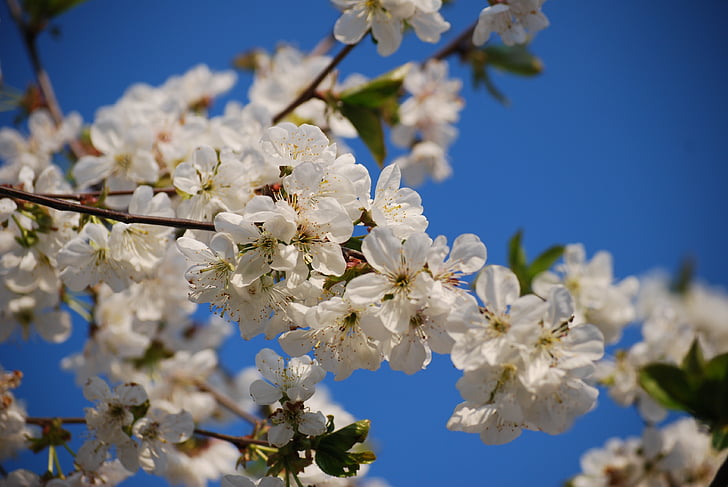 cerejeiras em flor, flores, florescendo, Primavera, botânicos, Flora, Primavera