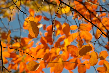 листья, Осень, оранжевый, Ирга, красный, кроваво-красный, Осенью листва