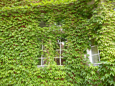 vine, window, home
