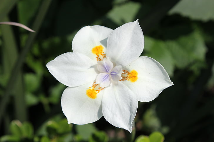 fiori, fiore, bianco, fiori bianchi, primavera, giardino, natura