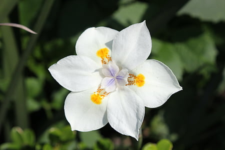 flowers, flower, white, white flowers, spring, garden, nature