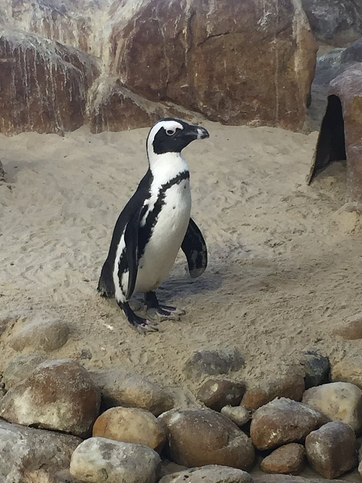 tučniak, vtáky, voľne žijúcich živočíchov, Príroda, Afrika, vody, Južná Afrika