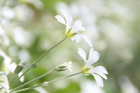 cvijeće, nježne, osjetljive, bijeli, proljeće, svježe, čista