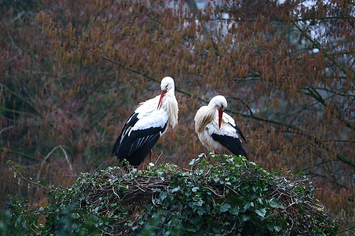 stork, nest, bird, storchennest, animal, nature, breed