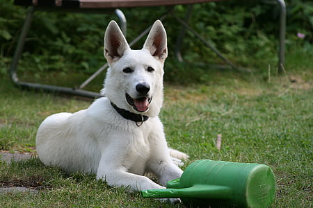 Hunde, Hund, Weißer Schweizer Schäferhund, tierische Porträt, Schäfer-Hund, Tier, Tiere