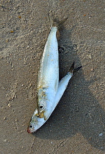 cá, Ấn Độ dầu sardine, sardinella longiceps, cá vây tia, sardinella, tôi à?, bắt