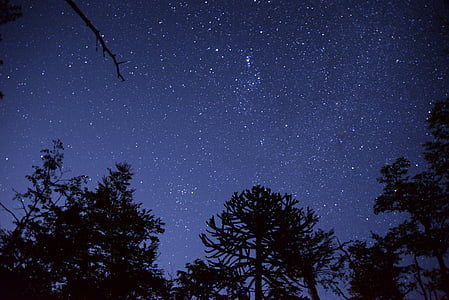 dangus, žvaigždė, medžiai, šviesos, naktį, žvaigždynai, kraštovaizdžio