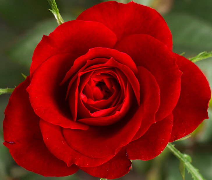 red rose, flower, petals, flora, roses, love, valentine