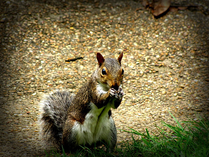 squirrel, rodent, animal, little, brown, fluffy, feeding