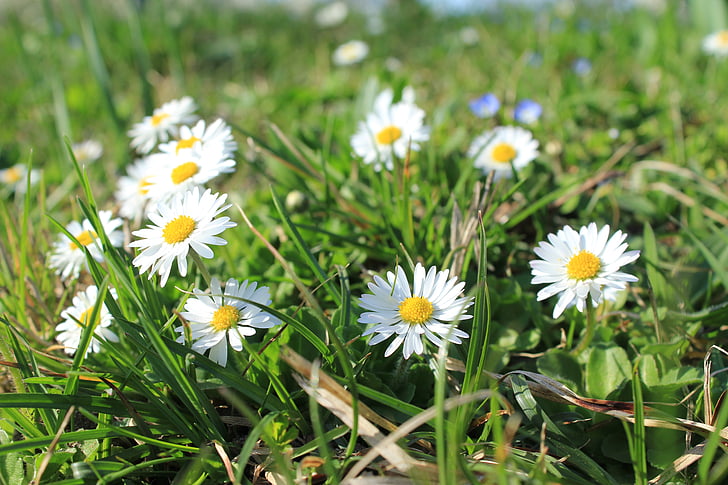 Daisy, weide, bloemen, natuur, gras, bloem, zomer