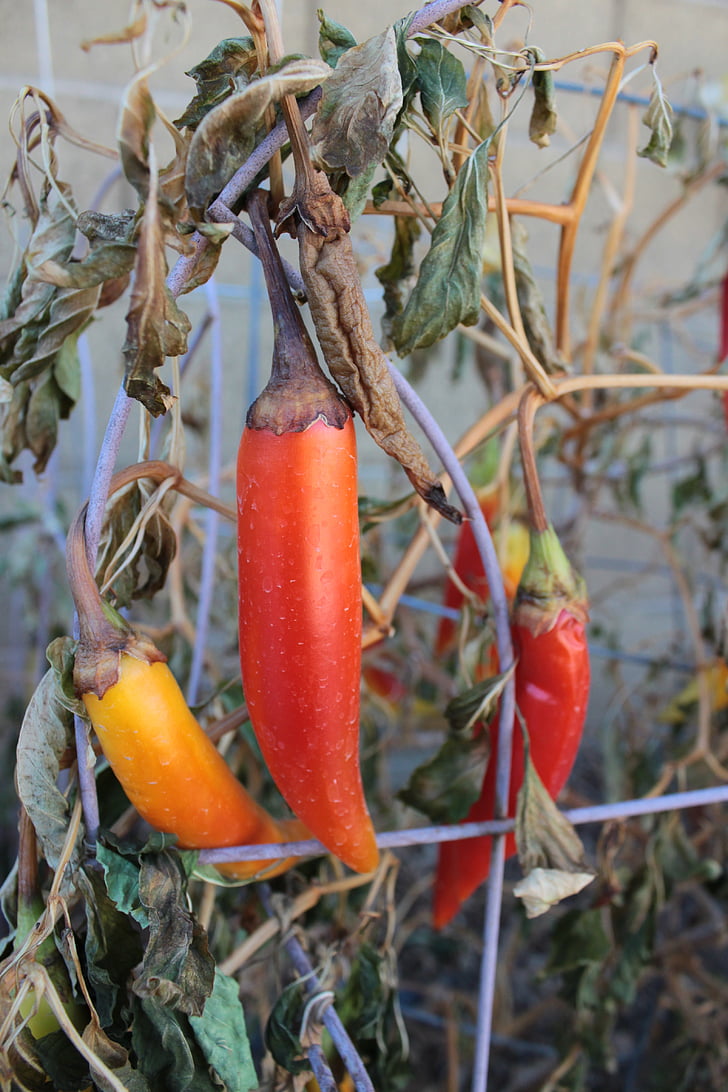 peppers, outside, food, orange, red, garden