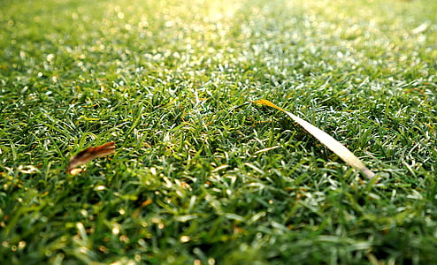 the lawn, surface of grass, green, nature, autumn leaves, autumn, grass