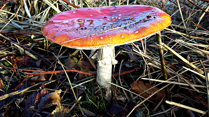 mushroom, autumn, dotty, nature, mushrooms, fall colors, leaves