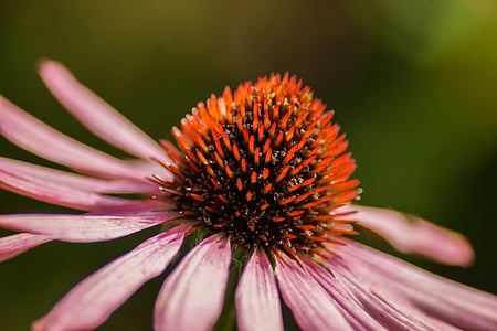 conehead, 꽃, 핑크, 꽃잎, 꽃, 블 룸, echinacea