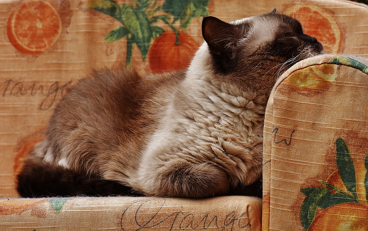 cat, british shorthair, thoroughbred, fur, brown, beige, blue eye