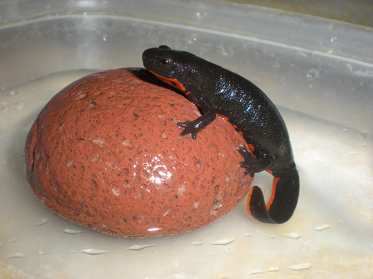 Salamander, brann-bellied Salamander, amfibier, beskyttet, dyr